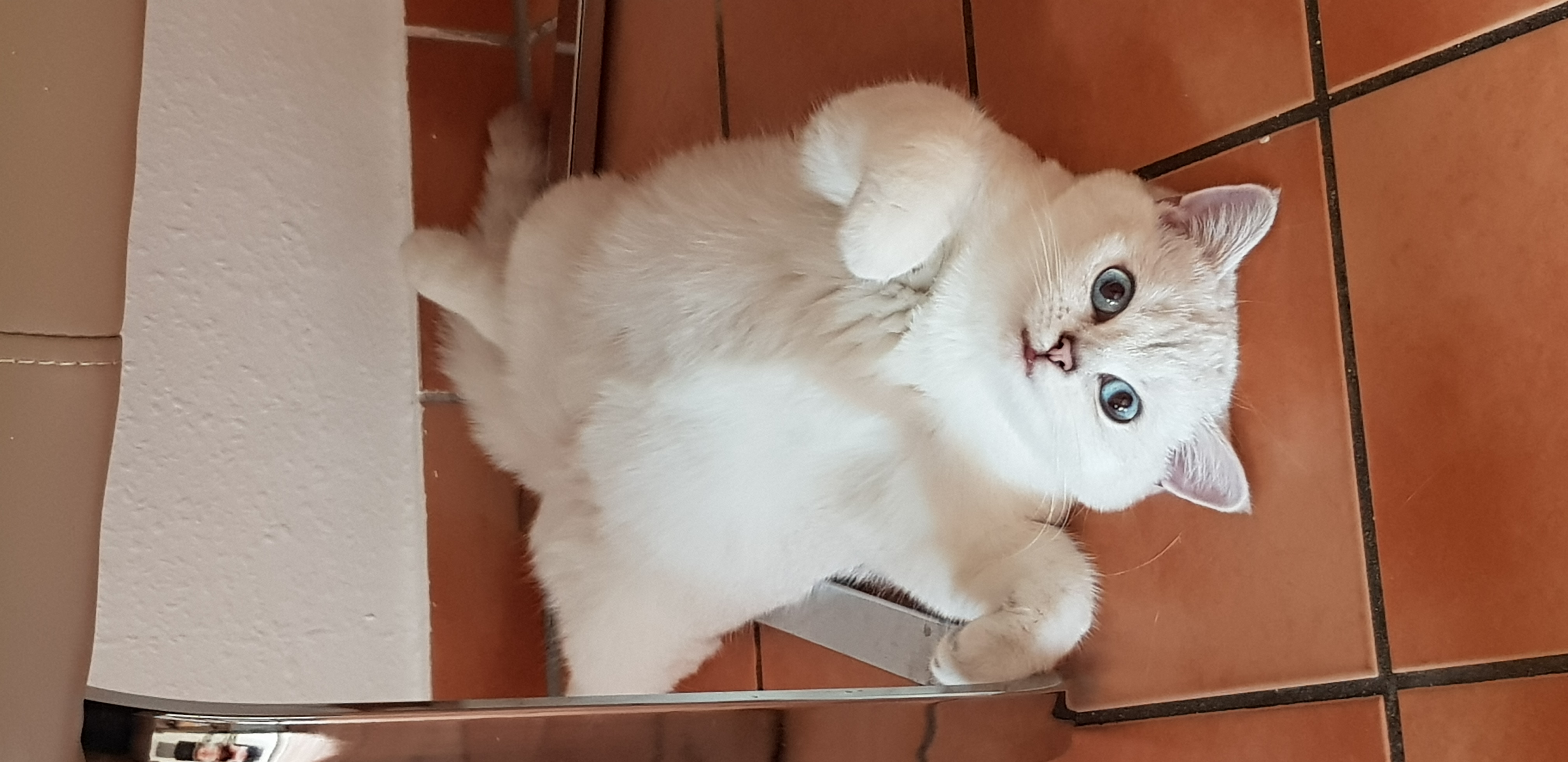 Benutzerbild von Britisch-Kurzhaar-Geschwisterpaar