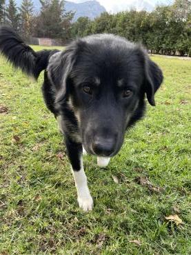 Benutzerbild von Pier, ein treuer Begleiter