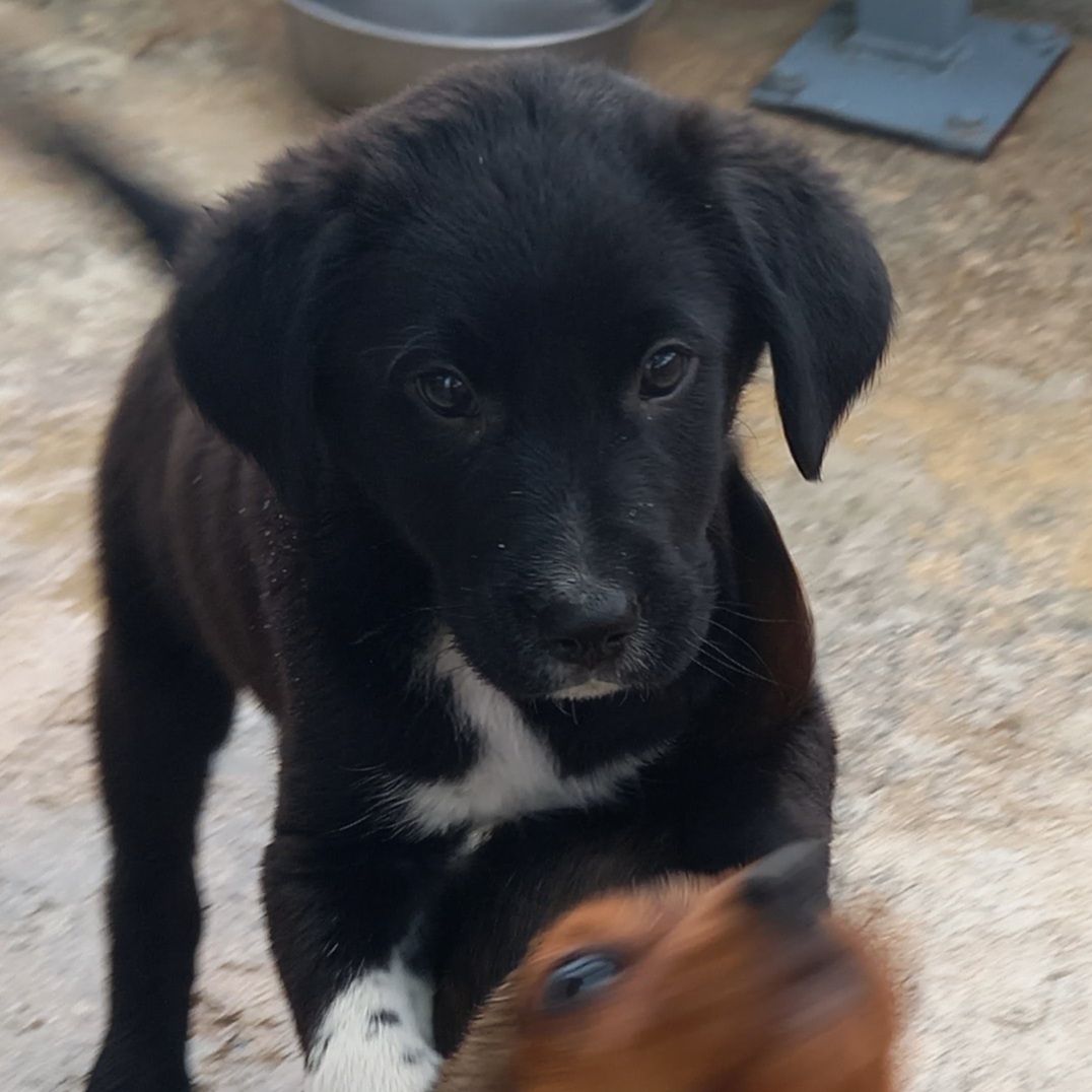 Benutzerbild von Trupi niedlicher Welpe