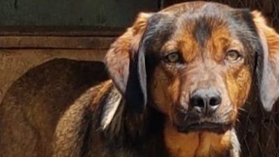 Benutzerbild von Beauty - wunderschöner Angsthund sucht erfahrene Pflegestelle