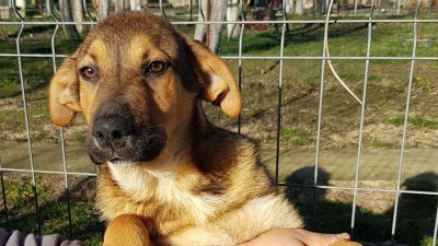 Benutzerbild von Carlo - dringend Pflegestelle gesucht!