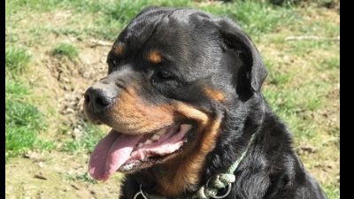 Benutzerbild von Hero sucht Zuhause