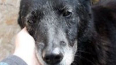 Benutzerbild von Smoala - sanftmütige Seniorin sucht Ruheplätzchen