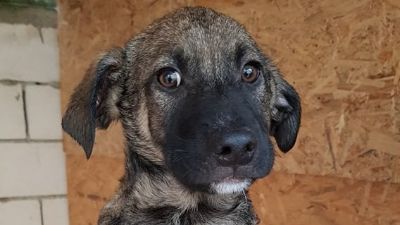 Benutzerbild von Murphy - auch Pflegestelle gesucht!