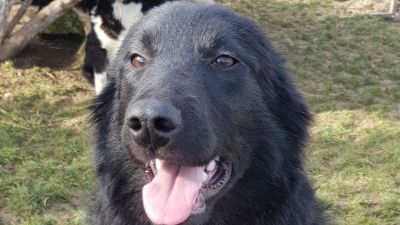 Benutzerbild von Mimi - auch Pflegestelle gesucht!