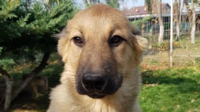 Benutzerbild von Nele - auch Pflegestelle gesucht!