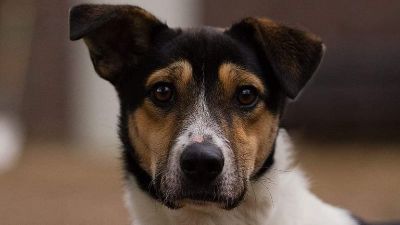 Benutzerbild von Elvis - toller Begleiter für erfahrene Terrier-Freunde