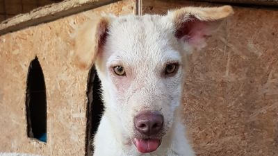 Benutzerbild von Hugo - schüchterner Hundejunge sucht erfahrene Pflegestelle