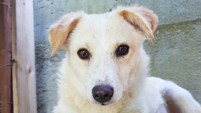 Benutzerbild von Lejla - schüchterne Junghündin sucht erfahrene Pflegestelle