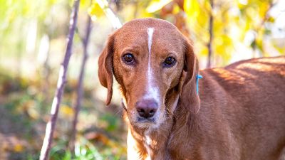 Benutzerbild von Shari - ganz liebe Jagdhund-Mischung