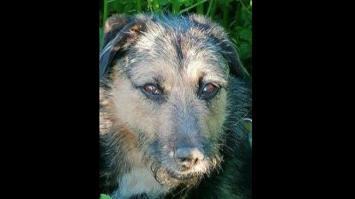 Benutzerbild von Elsa - liebevolle Hündin mit Herz