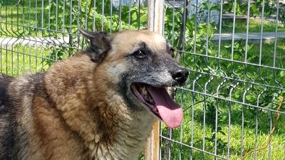 Benutzerbild von Lupina - sanftmütige Seniorin sucht warmes Körbchen