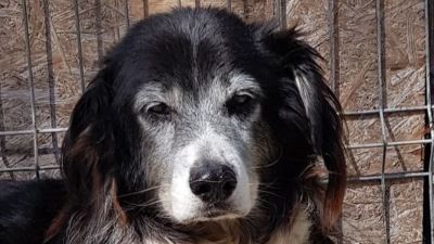 Benutzerbild von Joe - lieber großer Teddy