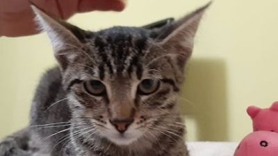 Benutzerbild von Valentin - Stubentiger sucht Dosenöffner