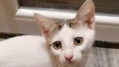 Benutzerbild von Penny - Kätzchen sucht ihre Menschen