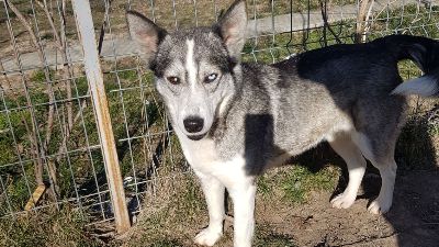 Benutzerbild von Sasha - aktive Hündin sucht Husky-erfahrene Menschen