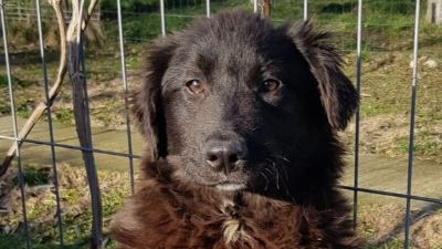 Benutzerbild von Shira - auch Pflegestelle gesucht!