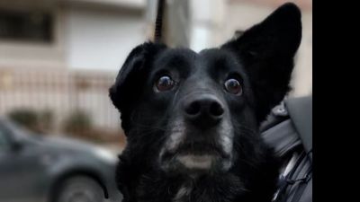 Benutzerbild von Kessy - liebe Handycaphündin