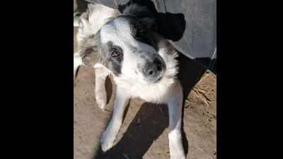 Benutzerbild von Fritz - 8 Monate alt ist so ein süßer Fratz