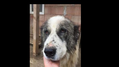 Benutzerbild von Leo - wurde von seinem Besitzer im Shelter abgegeben, die Kette hing noch um seinen Hals...