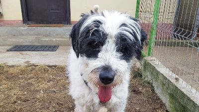 Benutzerbild von Matti - fröhlicher Mioritic-Mix