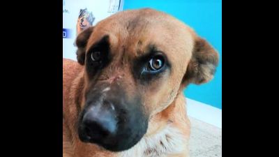 Benutzerbild von MOCHI – gesellige Hündin