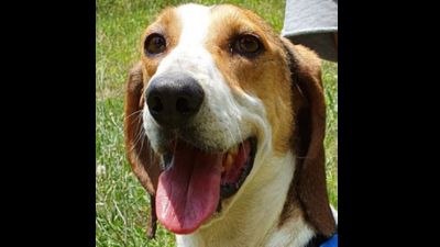 Benutzerbild von PLAUTO – sucht Familie mit Hund