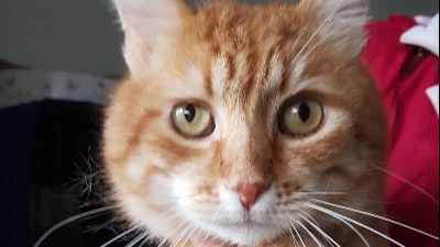 Benutzerbild von Garfield - liebt Menschen, Hunde & Katzen