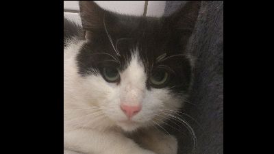 Benutzerbild von Kater Udo möchte gern das Tierheim verlassen!