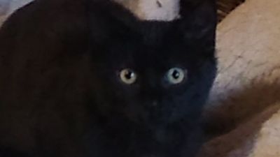 Benutzerbild von Tullu männl., sucht ein einfühlsames Zuhause!