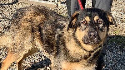 Benutzerbild von Buddy, großer menschenbezogener Kuschelbär sucht sein Zuhause