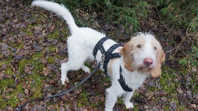 Benutzerbild von Sputnik _ Fröhlicher und richtig toller Hund *ist bereits in Deutschland