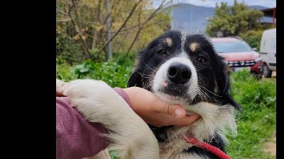 Benutzerbild von Roy_ Ein toller Hund