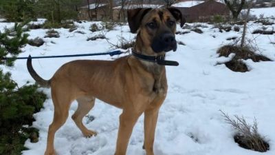 Benutzerbild von Sanfter Riese Sanson sucht ein Zuhause mit Herdenschutzhunderfahrung