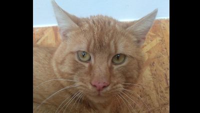 Benutzerbild von Zorro, EKH, ca. 2-4 Jahre jung, sucht geduldige Katzenfreunde!