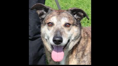 Benutzerbild von Estrela, Mix Labrador / Boxer , lieb und verträglich