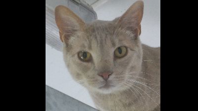 Benutzerbild von Verschiedene Ocicats suchen ein Zuhause