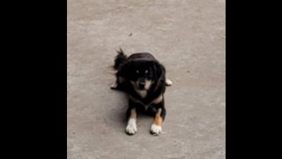 Benutzerbild von Eiko - Kleiner Mischling, Rüde, * ca. 08/2021, ca. 25-35 cm