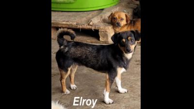 Benutzerbild von Elroy - Kleiner Mischling, Rüde, * ca. 08/2021, ca. 25-35 cm