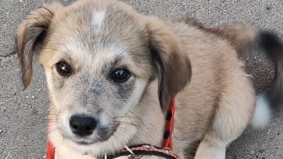 Benutzerbild von Kleine Molly sucht Zuhause