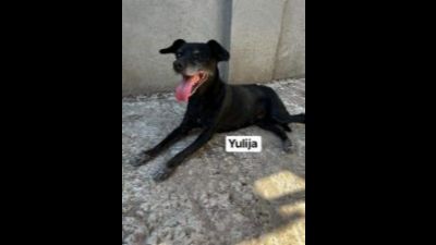 Benutzerbild von Yulija - Mischlingshund, weiblich, * ca. 2012/14, ca. 45-50 cm