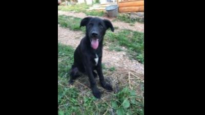 Benutzerbild von Gari - Labrador-Mischling, Rüde, * ca. 03/2022, ca. 45-50 cm
