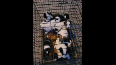 Benutzerbild von 8 Welpen - Mischlinge, weiblich+männlich, * ca. 06-2022, wachsen