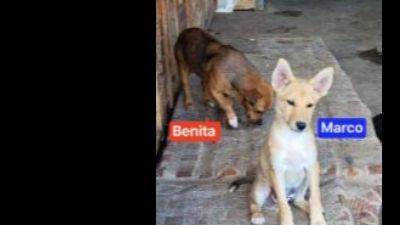 Benutzerbild von Benita - Kleiner Mischling, Rüde, * ca. 12-05-2020, ca. 25-28 cm