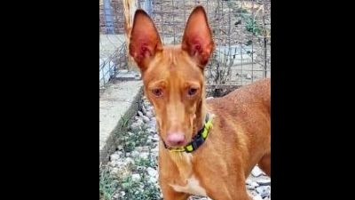 Benutzerbild von LALI - Hübsches Podenco-Mädchen sucht Heim