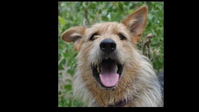 Benutzerbild von Wenn Sie ein xxL Körbchen frei haben und eine Liebhaber großer Hunde sind und Freude daran haben, mit ihm zu arbeiten, dann ist Hector vielleicht genau der Richtige für Sie