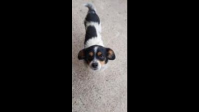 Benutzerbild von Pizza - Kleiner Mix, weiblich, * ca. 2019, ca. 25 cm