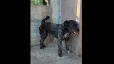 Benutzerbild von Floki - Mischlingshund, Rüde, * ca. 12-08-2019, ca. 50 cm