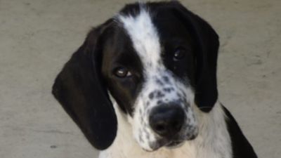 Benutzerbild von Nello: kleine Frohnatur mit Kuschelfaktor