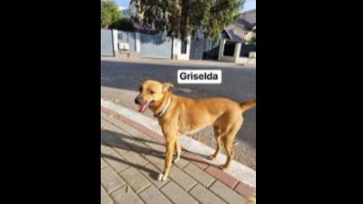 Benutzerbild von Griselda - Mischling, weiblich, * ca. 2021, ca. 40-45 cm